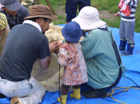2008年の羊の毛刈りイベント